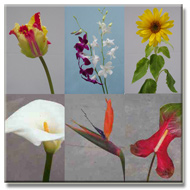 Exotics products for Florist floral arrangements, .... Art Flowers your direct floral source