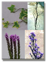 Foliage and similar products for Florist floral arrangements, .... Art Flowers your direct floral source