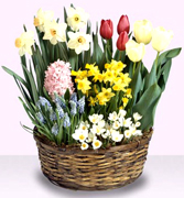 Mothers Day roses and vip flowers arrangements of 2007... Art Flowers offers the very best and most fresh flowers and roses imported direct from Ecuador and Colombia to our customers... Let us received your purchase order as soon as possible to schedule DELIVERY... VIP flowers arrangements for Mother's Day
