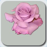 The most fresh roses at wholesale pricing direct to you anywhere in the USA and Canada..