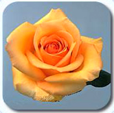 The most fresh roses at wholesale pricing direct to you anywhere in the USA and Canada..