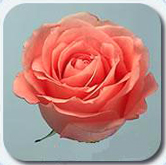 The most fresh roses at wholesale pricing direct to you anywhere in the USA and Canada..