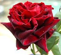 Buy wholesale Roses online, art flowers your miami Source