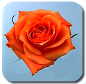 The most fresh roses at wholesale pricing direct to you anywhere in the USA and Canada...
