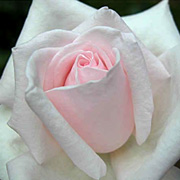 Buy wholesale Roses online, art flowers your miami Source