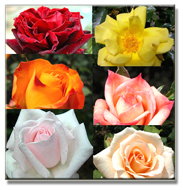 Roses for Florist floral arrangements, .... Art Flowers your direct floral source